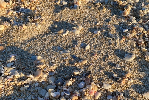 Beach Sand and Seashells Close-up