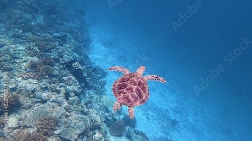 Green Sea Turtle swimming through the blue tropical waters of Lombok, Indonesia, above the coral reef