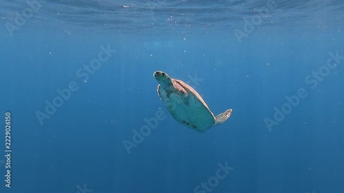 Green Sea Turtle swimming through the blue tropical waters of Lombok, Indonesia, above the coral reef