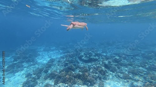 Green Sea Turtle swimming through the blue tropical waters of Lombok, Indonesia, above the coral reef
