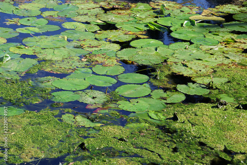 Green water lily pads floating alongside green algae on the surface of a calm pond