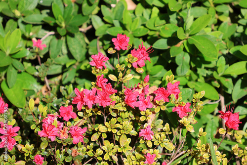 Clusters of vibrant pinkish-red azalea blossoms blooming on a garden shrub under bright sunlight