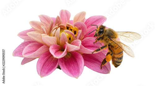 A honey bee collecting pollen from a vibrant pink dahlia flower isolated on transparent background