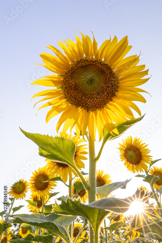 Sunflower under the summer sun.