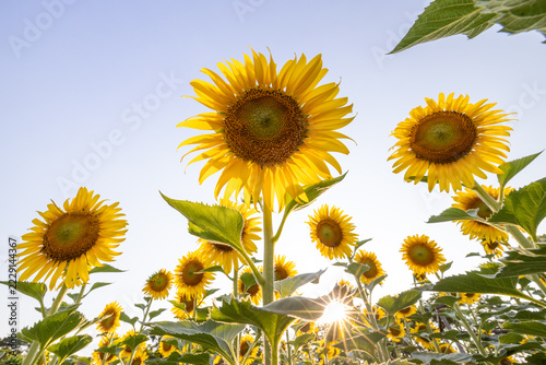 Sunflower under the summer sun.