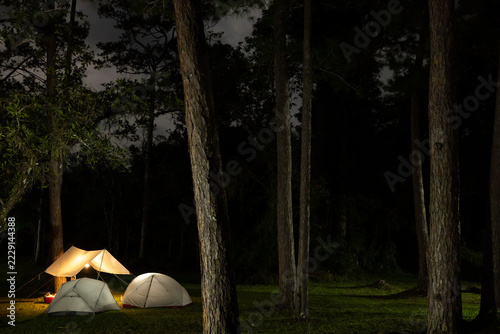 Camp tents glow in a pine forest at night.