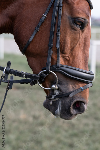 Detailed shot of a chestnut thoroughbred horse face in professional riding tack during a training session or sport competition. Concept of active work, steering control, and high-quality harness gear.