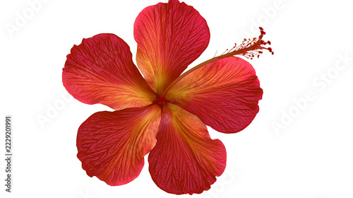 Fotografie Vibrant red and orange hibiscus flower with prominent stamen and textured petals