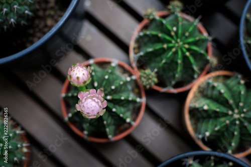 overhead, sharp macro shot captures Gymnocalycium mihanovichii cactus with two soft pink buds beginning to bloom, arranged beautifully among other potted succulents on dark brown slatted wooden shelf