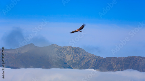 bearded vulture soaring in blue sky over clouds and mountain peaks