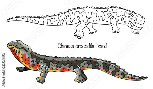 Chinese crocodile lizard