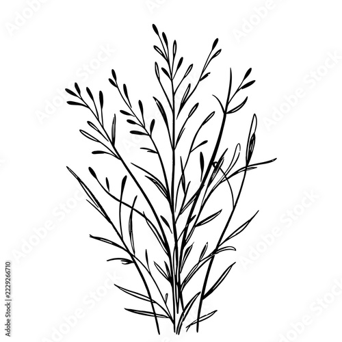 Minimalist Botanical Hand-Drawn Herb or Wild Grass Line Art vector Illustration
