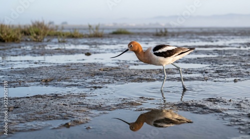 American Avocet Wading Across a Reflective Tidal Mudflat