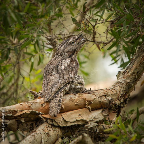 Tawny Frogmouth with Chic photographed at Boondall Wetlands in Brisbane, Queensland.