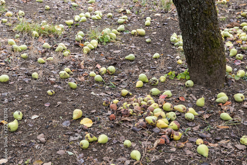 Fallen Pears Beneath a Tree in an Autumn Rural Yard