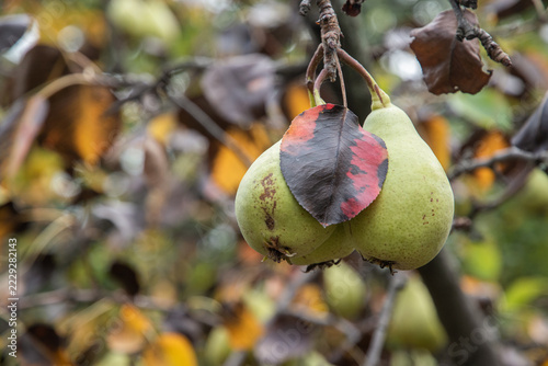 Organic Pears with a Red Autumn Leaf on a Branch
