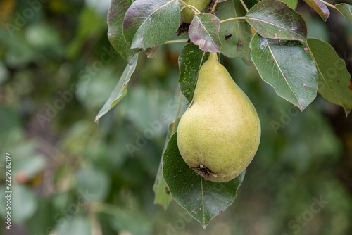 Organic Pear Hanging Among Green Leaves in a Rural Orchard