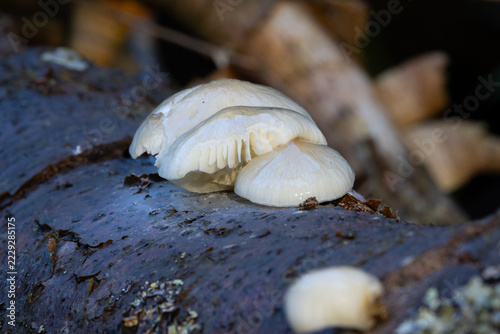 Small cluster of Porcelain mushrooms growing on a dead tree trunk. England, UK.
