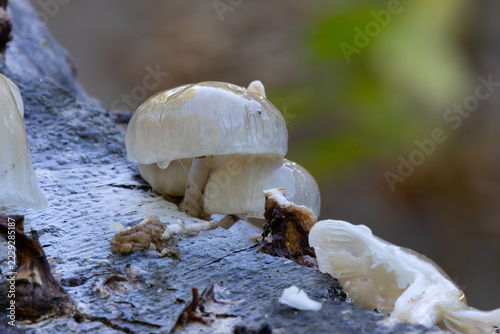 Close-up of Porcelain mushroom growing on a dead tree trunk. England, UK.