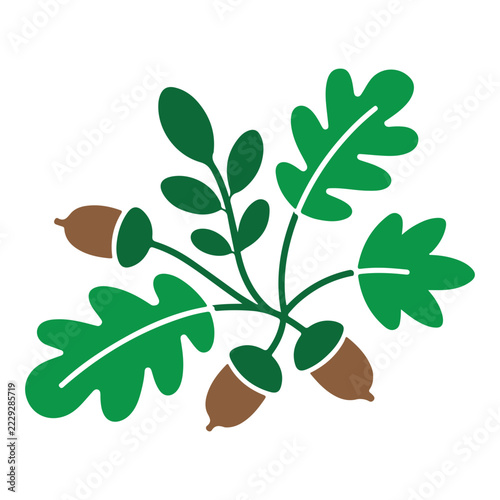 A stylized vector illustration depicts oak leaves and acorns against a plain white background foliage oakleaf vectorart graphicdesign botanical nature autumn fall