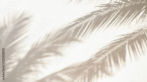 Tropical palm leaf shadow cast on white wall surface minimalist nature background abstract silhouette botanical foliage texture summer sunlight design