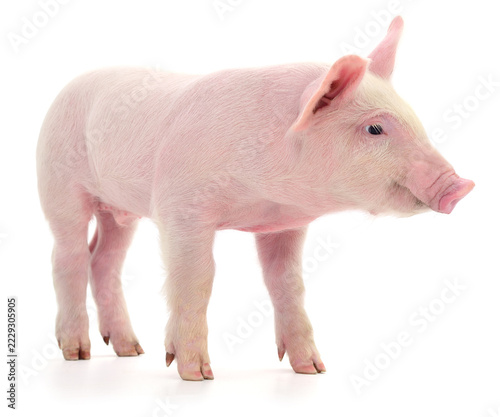 small pink piglet Sus domesticus standing side view isolated on white background