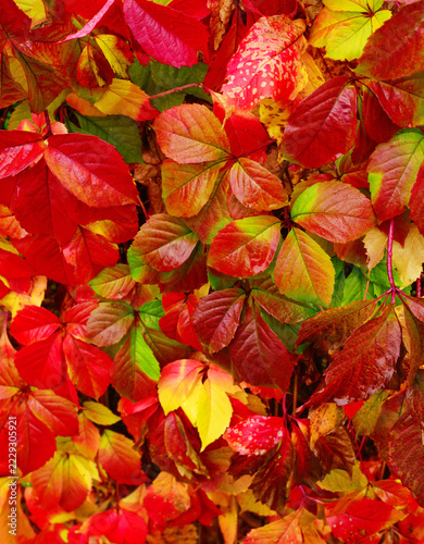 colorful red and yellow autumn wild grape leaves Parthenocissus quinquefolia full frame background