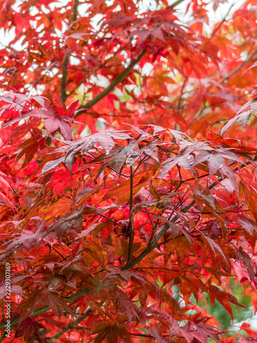 Blätter eines roten Japanischen Ahorns, Acer palmatum 'Atropurpureum‘, Bayern, Oberbayern, Deutschland, Europa