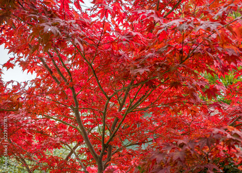 Blätter eines roten Japanischen Ahorns, Acer palmatum 'Atropurpureum‘, Bayern, Oberbayern, Deutschland, Europa