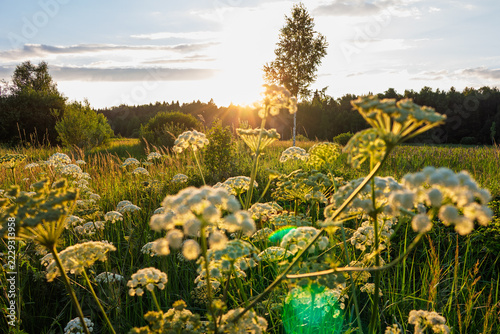 Fotografie Lush umbelliferous wildflowers bloom brightly on blurred foreground amidst wild