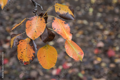 Orange Pear Tree Leaves with Autumn Copy Space