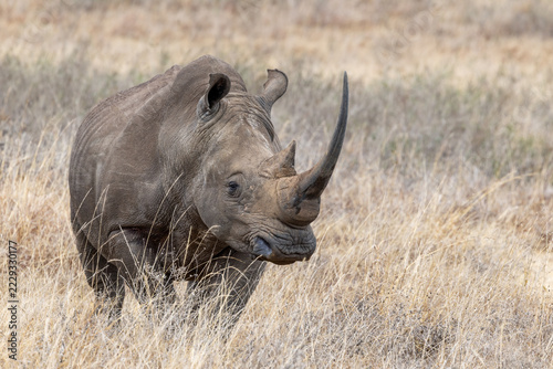 A male white rhinoceros, or square-lipped rhino, Ceratotherium simum, in Nairobi National Park, Kenya. The largest of the rhinoceros species and near threatened.