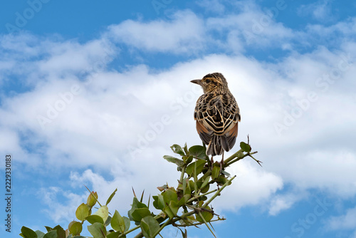 Rufous-naped lark, Corypha africana, perched on an acacia branch in Nairobi National Park, Kenya, widespread across sub-Saharan Africa. Soft sky background with space for text