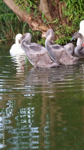 A mute swan family with several cygnets gathers near a riverbank under overhanging branches, preening and cleaning their feathers together while resting calmly on the water surface.
