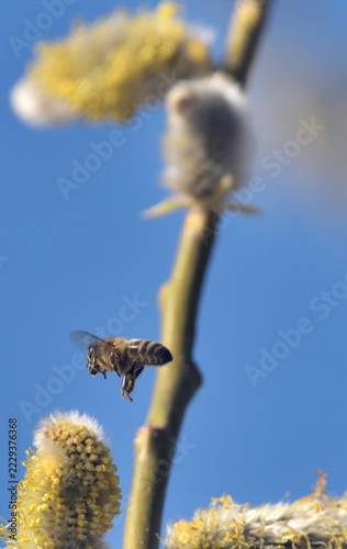 Bees are all in the dust of flowers
