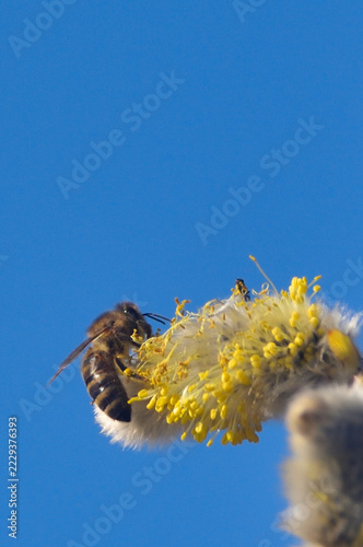 Bees are all in the dust of flowers