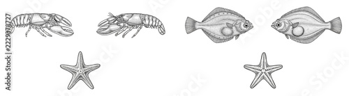Set of hand drawn sketches featuring various marine animals including fish and a starfish on white background