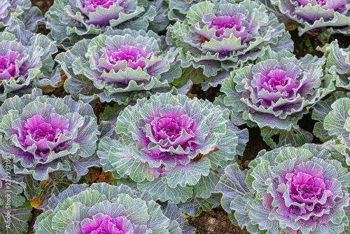 Ornamental cabbage (Brassica oleracea)(flowering kale) a rosettes colorful leaf plant