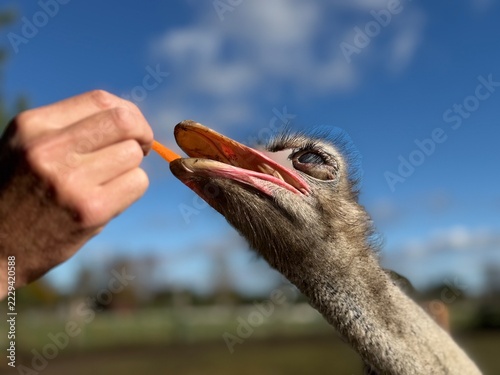 Fotografie A person hand-feeding a piece of fresh carrot to a curious ostrich (Struthio camelus) with an open beak under a bright blue sky outdoors on a sunny day