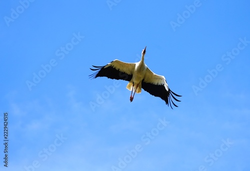 Stork in flight under a blue sky