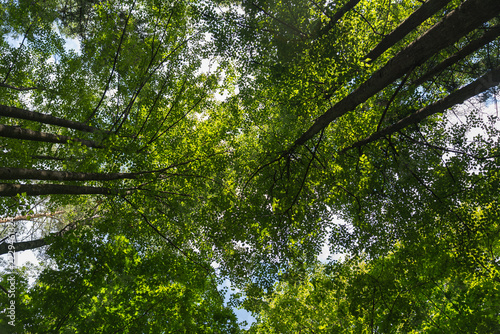Breathtaking forest canopy — sunlight bursting through emerald leaves