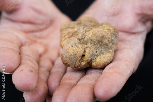 A large white truffle in a person’s palms. Truffle hunting. Food for gourmets.