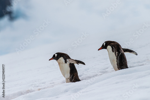Close-up of a group of Gentoo Penguins -Pygoscelis papua- walking along a penguin highway in a snowy landscape of the colony at Danco island, on the Antarctic Peninsula