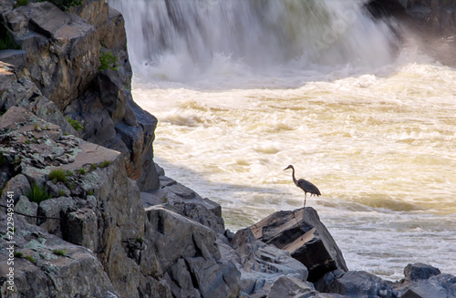 Heron at Great Falls