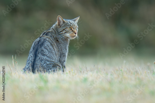 Gato 