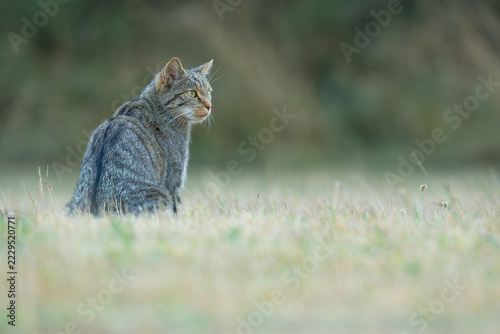 Gato silvestre 