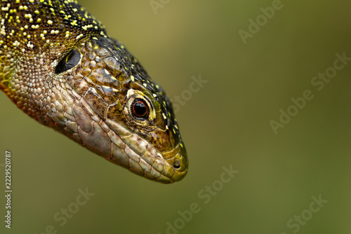 Lagarto verde
