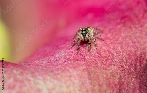 Araña saltarina 