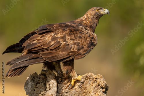 Águila real 