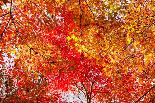 秋の宝徳寺　床もみじと紅葉(群馬県桐生市)